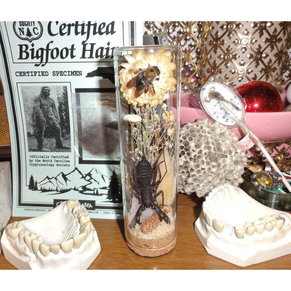 Vinegaroon Bee Crystal Oddity Jar curiosity dome flowers whip scorpion taxidermy - Picture 5 of 14